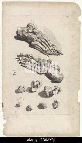 Anatomische Untersuchung der Fußknochen anatomische Untersuchung der linken und rechten Fuß- und Fußknochen . Oben rechts mit der Nummer T. 105. Hersteller : Druckhersteller: Pieter of Grace In Zeichnung: Gerard de Lairesse Herausgeber: Witwe Joannes van Someren Verlag: Hendrick und Dirk Tree City Herstellung: Amsterdam Datum: 1685 Physikalische Eigenschaften: Engra und Ätzmaterial: Papiertechnik: Engra (Druckverfahren) / Ätzmaße: Plattenkante b 275 mm x h 443 mmToelichtingBoekillustriatie für Bidloo, Godefridus. Anatomia humani corporis centum & Chinque tabulis per Art. G. de Lairesse ad vivum de Stockfoto