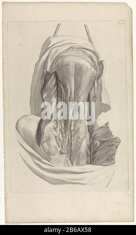 Anatomische Untersuchung des Geistes anatomische Untersuchung der Muskeln des Rückens und des Halses . Oben rechts nummeriert T. 16. Hersteller : Druckmaschine: Pieter of Grace In Zeichnung: Gerard de Lairesse Herausgeber: Witwe Joannes van Someren Verlag: Hendrick und Dirk Tree City Herstellung: Amsterdam Datum: 1685 Physikalische Eigenschaften: Engra und Punktgra-Material: Papiertechnik: Engraa (Druckverfahren) Messungen: Plattenkante b 323 mm × h 467 mmToelichtingBoekillustriatie für Bidloo, Godefridus. Anatomia humani corporis centum & Chinque tabulis per Art. G. de Lairesse ad vivum delineatis the monstra Stockfoto