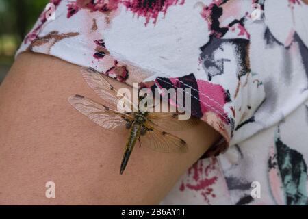 Nahaufnahme der großen schönen Libelle am menschlichen Arm Stockfoto