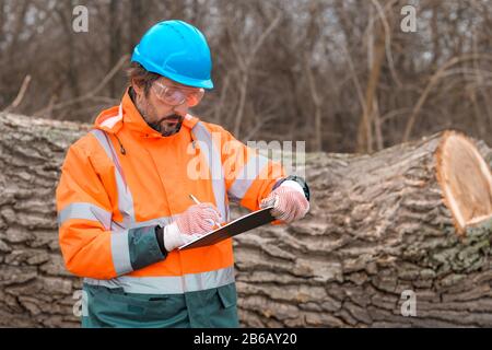 Forsttechniker sammelt während des Protokollierungsprozesses Datennotizen in der Gesamtstruktur Stockfoto