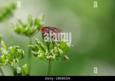European Striped Shield Bug (Graphosoma italicum) auf einer Blume mit grünem Wiesenhintergrund sitzend Stockfoto