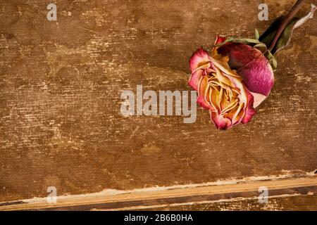 Getrocknete Rose auf Lederhintergrund Stockfoto