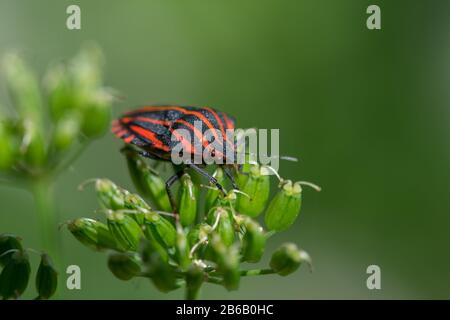 European Striped Shield Bug (Graphosoma italicum) auf einer Blume mit grünem Wiesenhintergrund sitzend Stockfoto