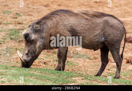 Warthog (Phacochoerus africanus) weidet im Addo Elephant National Park, Eastern Cape Province, Südafrika Stockfoto