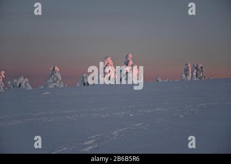 Schneebedeckte Bäume in Lappland, Finnland schaffen eine wunderbare und wunderschöne Winterwunderlandschaft bei Sonnenuntergang. Sie werden als Popcornbäume bezeichnet. Stockfoto