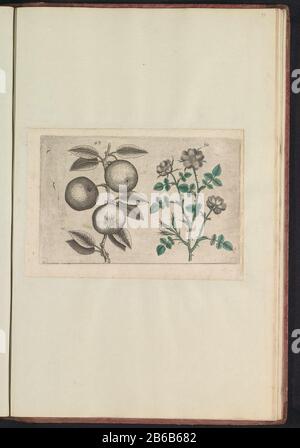 Apfel (Malus pumila), und Hunderose (Rosa Canina) Apfel und Hund erhoben sich. Abb. 49 und 50 auf einem nummerierten Blatt [25]. In: Anselmi Boëtii Boot I.C. Brugensis & Rodolphi II Imp. Roman: Eine medizinische Cubiculis Florum, Herbarum, ac Fructuum selectiorum icones und vires pleraeque hactenus ignotae. Teil des Albums mit Blättern und Platten aus dem Boodts-Herbarium von 1640. Die zwölften zwölf von Kaiser Rudolf II. In Auftrag gegebenen Alben von Aquarellen von Tieren, Vögeln und Pflanzen sind um 1600 bekannt Hersteller: Druckmaschine: Anonym zu drucken von: Crispin on de Passe (I) Herstellung: Druckmaschine: Süd Stockfoto