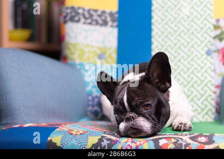 Ein süßes Schwarz-Weiß-Kopfporträt mit französischem Bulldoggkopf und niedlichem Ausdruck im verknitterten Gesicht. Fréchie liegt auf einem antiken, farbenfrohen Sessel. Stockfoto