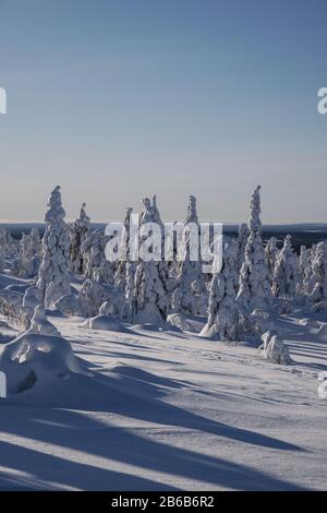 Schneebedeckte Bäume in Lappland, Finnland schaffen eine wundervolle und wunderschöne Winterwunderlandschaft. Sie werden als Popcornbäume bezeichnet. Stockfoto