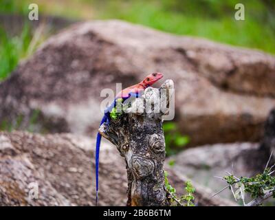Ein erstaunlich buntes männliches Mwanza-Flachkopfgestein Agama (Agama mwanzae), das auf einem toten Baumstumpf sitzt Stockfoto