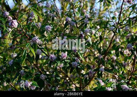 Daphne bholua jacqueline postill, weiße Blumen, winterblühender Strauch, Duft, Duft, Duft, Parfüm, parfümiert, Geruch, Blüte, Sträucher, Winter, RM Floral Stockfoto