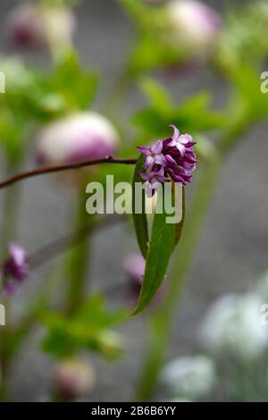 Daphne bholua Mary Rose, weiße rosafarbene Blumen, winterblühender Strauch, Duft, Duft, Duft, Parfüm, parfümiert, Geruch, Blüte, Sträucher, Winter, RM Floral Stockfoto