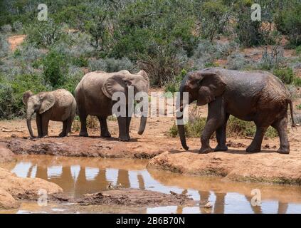 Elefanten kühlen sich an einem Wasserloch oder Wasserpfanne im Addo Elephant National Park, Ostkaper, Südafrika ab Stockfoto