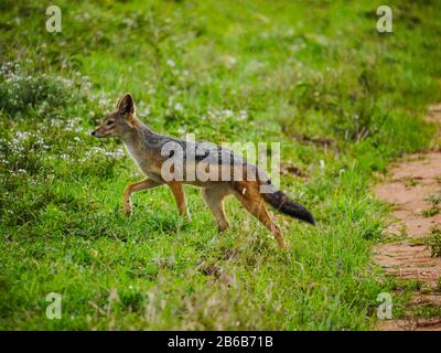 Vorderansicht eines ostafrikanischen Schakals mit schwarzem Rücken (Canis mesomelas schmidti), der durch den Serengeti Nationalpark führt Stockfoto