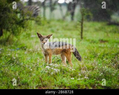 Vorderansicht eines ostafrikanischen Schakals mit schwarzem Rücken (Canis mesomelas schmidti), der im Serengeti Nationalpark posiert Stockfoto