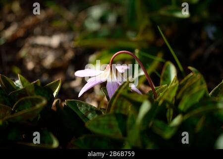 Erythronium das revolutum knightshayes Pink, fawn Lily, dogstooth, Violett, Frühling, Blumen, Blüte, Tramp, Farben, Farben, Hunde Zahn, Violett, RM floral Stockfoto