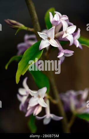 Daphne bholua Frühling Schönheit, weiße rosafarbene Blumen, Winter blühender Strauch, Duft, duftend, Parfüm, parfümiert, Geruch, Blüte, Sträucher, Winter, RM Floral Stockfoto