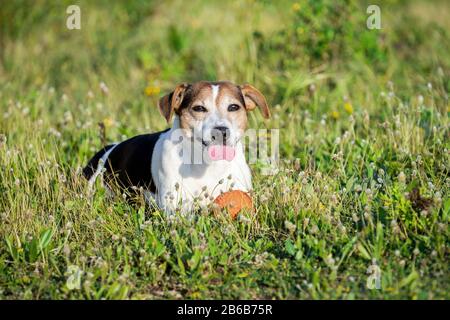Glücklicher Hund liegt im Gras und erholt sich nach dem Ballspiel und zeigt Zunge. Tiergesundheit und gutes Aktivitätskonzept Stockfoto