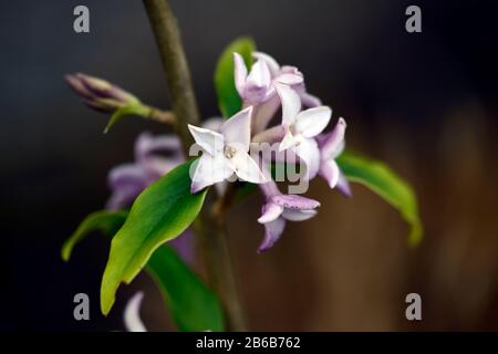 Daphne bholua Frühling Schönheit, weiße rosafarbene Blumen, Winter blühender Strauch, Duft, duftend, Parfüm, parfümiert, Geruch, Blüte, Sträucher, Winter, RM Floral Stockfoto