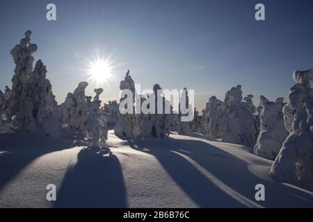 Schneebedeckte Bäume in Lappland, Finnland schaffen eine wundervolle und wunderschöne Winterwunderlandschaft. Sie werden als Popcornbäume bezeichnet. Stockfoto