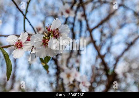 Schöne Aussicht auf die Mandelblüte im Frühling in der Natur. Weitwinkelaufnahme bei Tageslicht. Mandel, weiß, Blüte, Blumen, Frühling, breit, Stockfoto