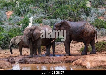 Elefanten kühlen sich an einem Wasserloch oder Wasserpfanne im Addo Elephant National Park, Ostkaper, Südafrika ab Stockfoto