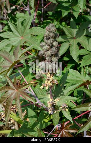 Eine Rizinusbohnenpflanze. Ricinus communis. Die Bohnen, aus denen das Gift Ricin gewonnen wird. Stockfoto