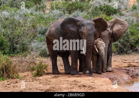 Elefanten kühlen sich an einem Wasserloch oder Wasserpfanne im Addo Elephant National Park, Ostkaper, Südafrika ab Stockfoto