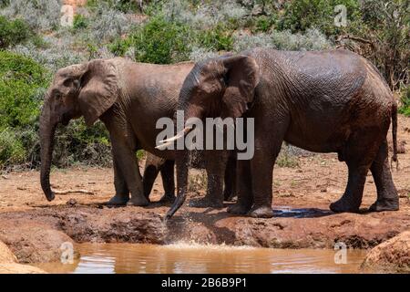 Elefanten kühlen sich an einem Wasserloch oder Wasserpfanne im Addo Elephant National Park, Ostkaper, Südafrika ab Stockfoto