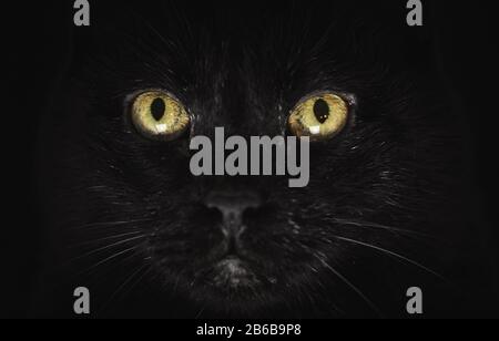 Nahaufnahme einer schwarzen Katze mit schönen gelben Augen Stockfoto