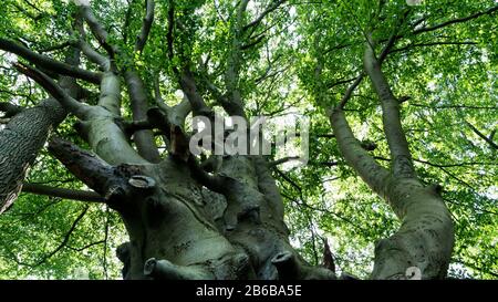 Baumkronen im Wald Stockfoto