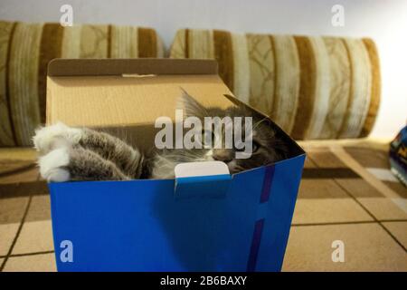 Hauskatze kletterte von unter den Einkäufen in einen Pappkarton. Katze in einer Geschenkbox. Stockfoto