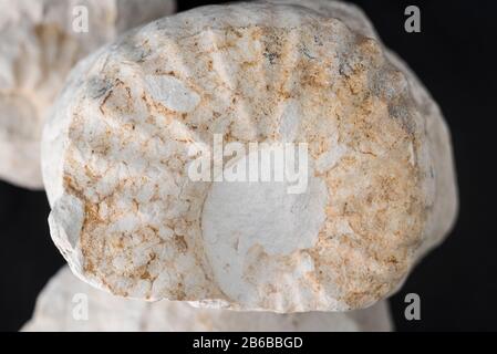 Ammonite von den Kreidefelsen in Cow Gap, East Sussex Stockfoto