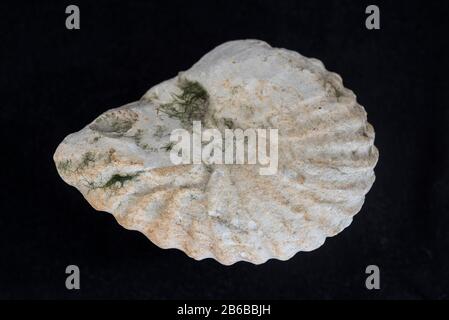 Ammonite von den Kreidefelsen in Cow Gap, East Sussex Stockfoto