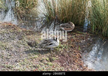 Paar schlafende Pintail-Enten (Anas acuta) Stockfoto