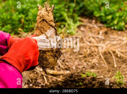 Eine junge Frau, die im Garten in der Nähe des Hauses einen Erdbeerbaum anpflanzt Stockfoto