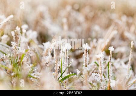 Der Frost auf dem Gras im späten Herbst bei Tageslicht. Stockfoto