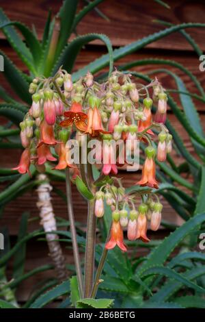 Kalanchoe pubescens, eine Pflanze aus Madagaskar mit wunderschönen orangefarbenen röhrenförmigen Blumen Stockfoto