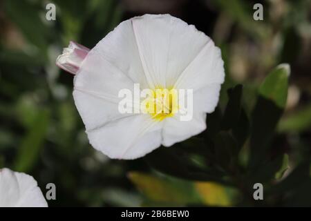 Convolvulus ist eine Gattung von etwa 200 bis 250 Arten von blühenden Pflanzen in der Bindweed-Familie Convolvulaceen. Stockfoto