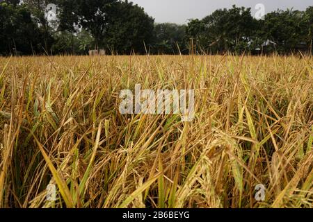 Paddy, auch Reispfaddy genannt, kleines, ebenes, überflutetes Feld, das früher für den Anbau von Reis im südlichen und östlichen Asien verwendet wurde. Stockfoto