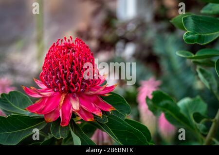 Telopea Shady Lady Crimson, eine spektakuläre Art von Waratah, gebürtig aus Australien. Dieser Strauch zeigt spektakuläre karminrote Blumen. Stockfoto