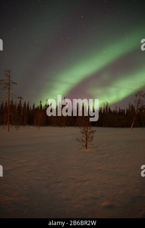 Wunderschöne grüne Nordlichter (Aurora Borealis) in Luosto, Lappland, Finnland mit klarem Himmel und Sternen. Stockfoto