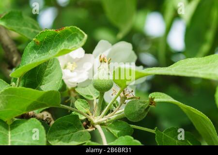 Junger Eierstock aus Apfelobst (lat. Malus domestica) frühsommerliche Sorten von Melba. Es ist Frühling Stockfoto