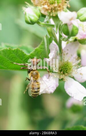 Spinnenbewehrte, oder mit Nesravnennoe besicherte oder Spinnenfamilie Thomisicidas-Krabben fingen die Biene (lat. Anthophila) auf dem Garten BlackBerry Blume (lat. Rubus). Stockfoto