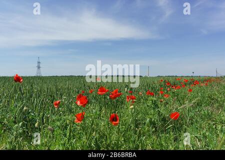 Roter Mohn Sämling, oder Feld (lat. Papaver rhoeas) am Feldrand mit Winterweizen (lat. Triticum). Es ist Frühling Stockfoto