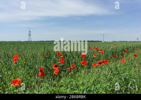 Roter Mohn Sämling, oder Feld (lat. Papaver rhoeas) am Feldrand mit Winterweizen (lat. Triticum) an einem sonnigen Frühlingstag. Taman-Halbinsel Stockfoto