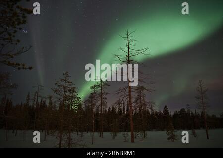 Wunderschöne grüne Nordlichter (Aurora Borealis) in Luosto, Lappland, Finnland mit klarem Himmel und Sternen. Stockfoto