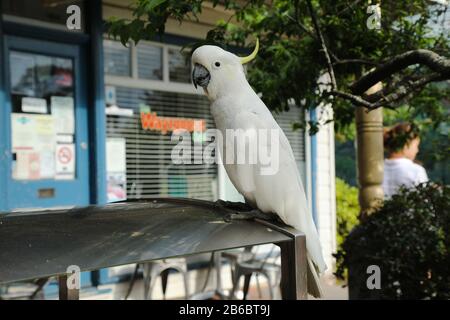 Wilder Schwefel-cremefarbter Kakadus, Cacatua galerita, in Leura, New South Wales, Australien. Stockfoto