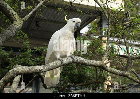 Wildes, schwefelbedecktes Kakadus, Cacatua galerita, auf einem Baum in Leura, New South Wales, Australien. Stockfoto