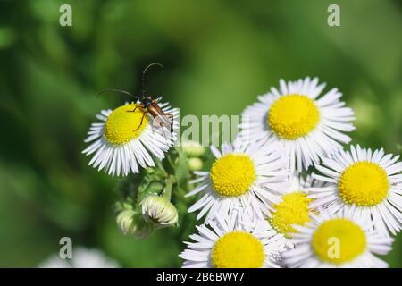Stictoleptura rufa - Käfer aus der Familie der Longhorn-Käfer der Unterfamilie und Paciki, oder Lepturini (lat. Lepturae) an den Blumen des Oncos Stockfoto
