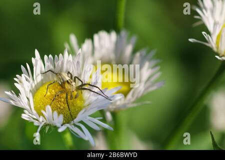 Spinnenluchs-Oxyopes lineatus auf dem jährlichen kleinen Gelege (lat. Erigeron annuus), auch Onkologic (Phalacroloma annuus) ist eine krautige Pflanzengattungen von Melk Stockfoto